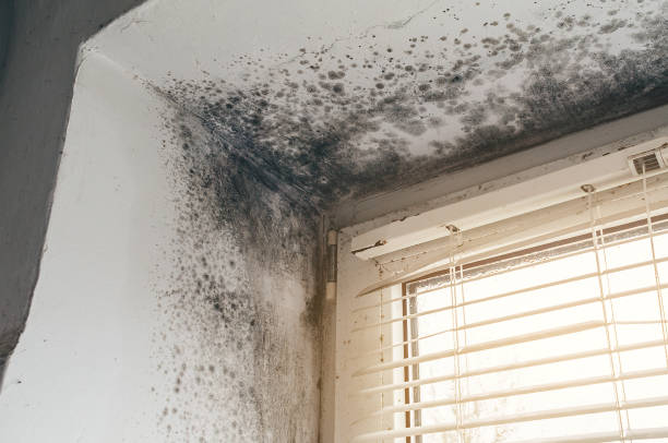 Affordable Crawl Space Mold Removal solutions in West New York, NJ